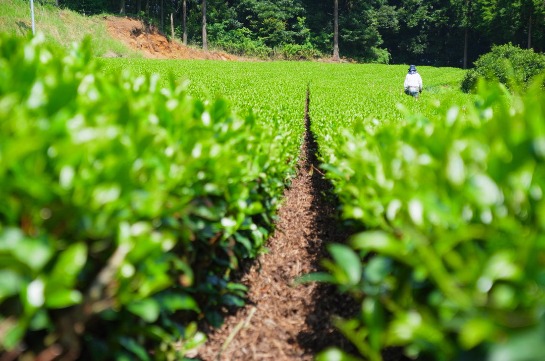 “よかお茶”をつくる。原田製茶のお茶づくり vol.1